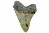 Serrated, Fossil Megalodon Tooth - North Carolina #309466-2